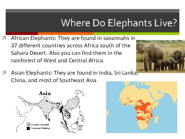 Where Do Elephants Live? African Elephants: They are found in savannahs in 37 different