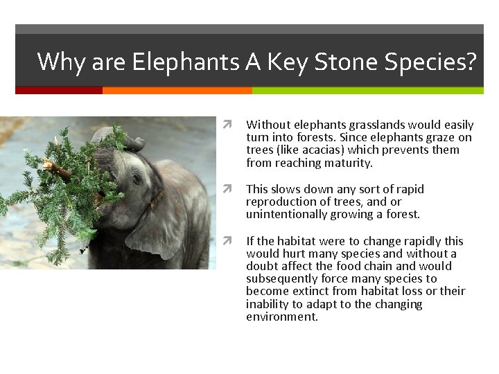 Why are Elephants A Key Stone Species? Without elephants grasslands would easily turn into