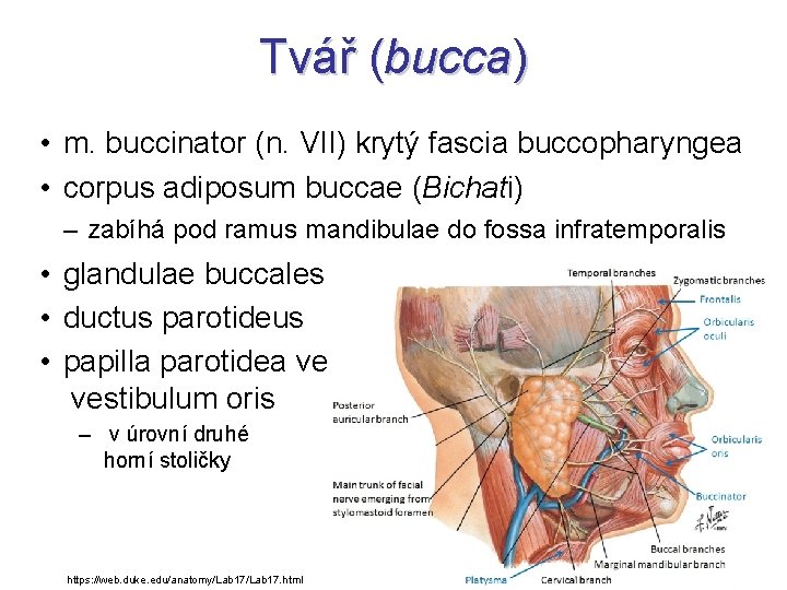 Tvář (bucca) • m. buccinator (n. VII) krytý fascia buccopharyngea • corpus adiposum buccae