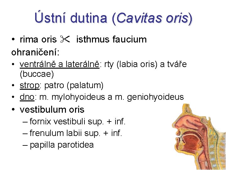 Ústní dutina (Cavitas oris) • rima oris isthmus faucium ohraničení: • ventrálně a laterálně: