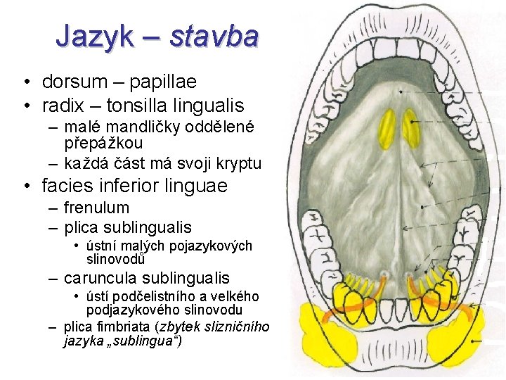 Jazyk – stavba • dorsum – papillae • radix – tonsilla lingualis – malé