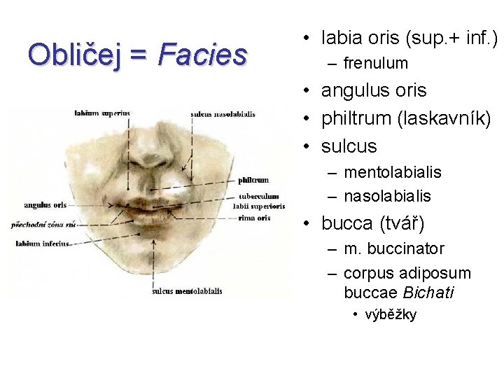 Obličej = Facies • labia oris (sup. + inf. ) – frenulum • angulus