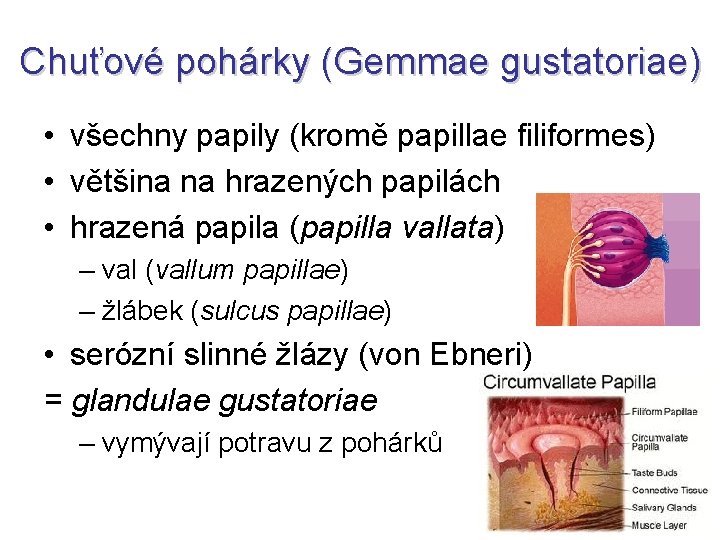 Chuťové pohárky (Gemmae gustatoriae) • všechny papily (kromě papillae filiformes) • většina na hrazených