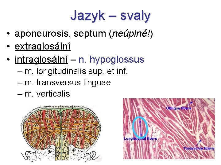 Jazyk – svaly • aponeurosis, septum (neúplné!) • extraglosální • intraglosální – n. hypoglossus