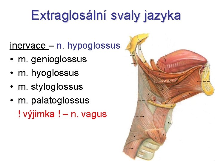 Extraglosální svaly jazyka inervace – n. hypoglossus • m. genioglossus • m. hyoglossus •