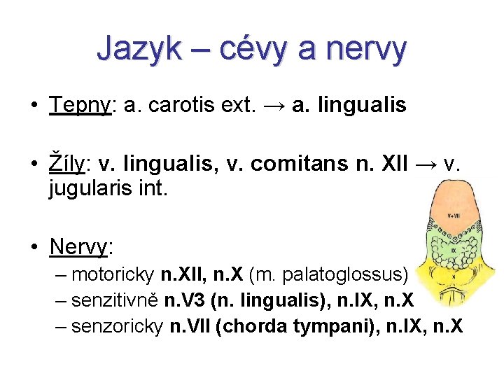 Jazyk – cévy a nervy • Tepny: a. carotis ext. → a. lingualis •