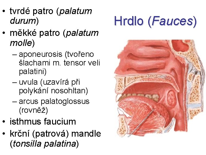  • tvrdé patro (palatum durum) • měkké patro (palatum molle) – aponeurosis (tvořeno