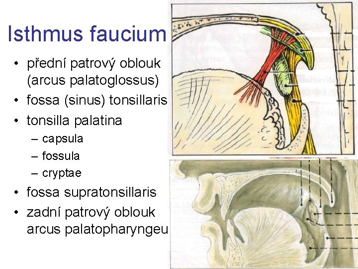 Isthmus faucium • přední patrový oblouk (arcus palatoglossus) • fossa (sinus) tonsillaris • tonsilla