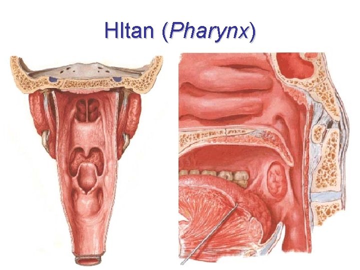 Hltan (Pharynx) 