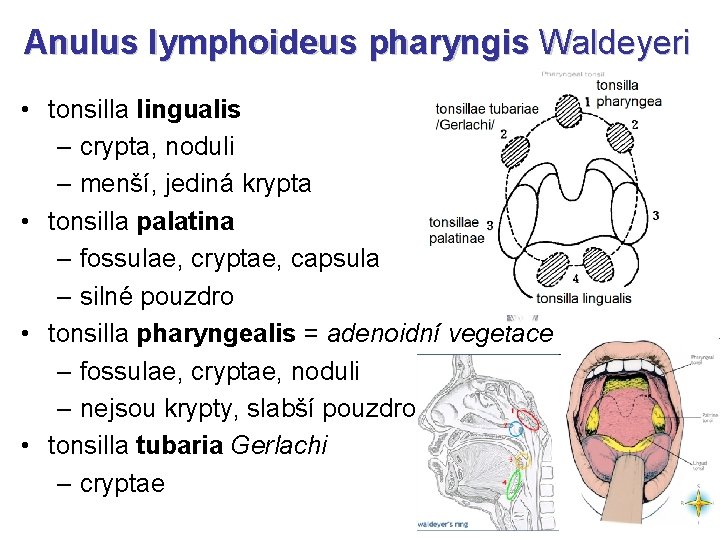 Anulus lymphoideus pharyngis Waldeyeri • tonsilla lingualis – crypta, noduli – menší, jediná krypta