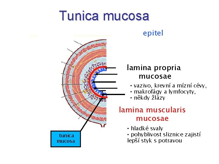 Tunica mucosa epitel lamina propria mucosae • vazivo, krevní a mízní cévy, • makrofágy