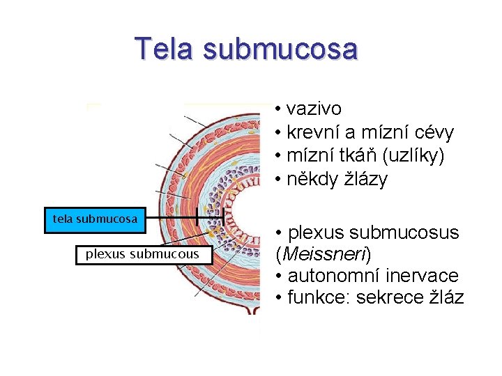 Tela submucosa • vazivo • krevní a mízní cévy • mízní tkáň (uzlíky) •