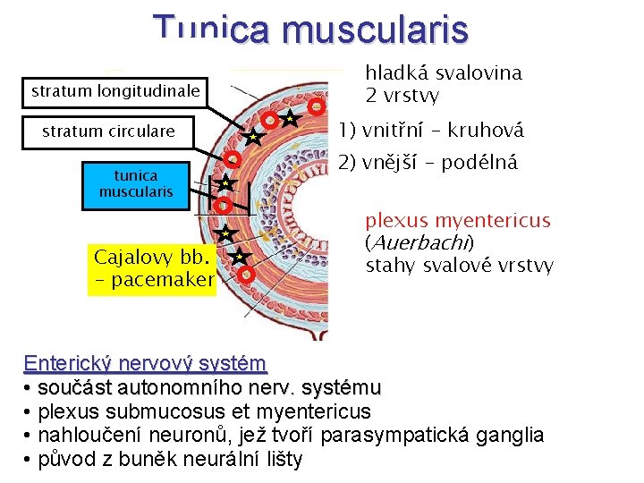 Tunica muscularis stratum longitudinale stratum circulare tunica muscularis Cajalovy bb. - pacemaker hladká svalovina
