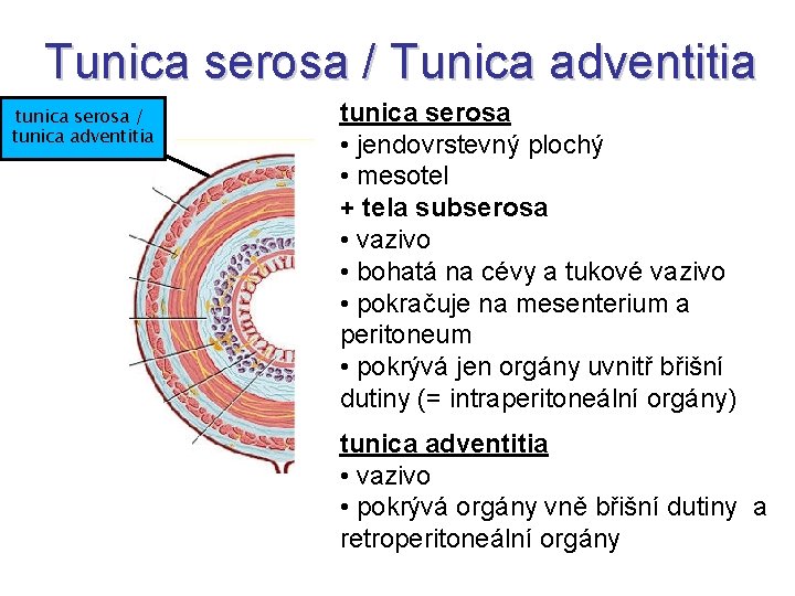 Tunica serosa / Tunica adventitia tunica serosa / tunica adventitia tunica serosa • jendovrstevný