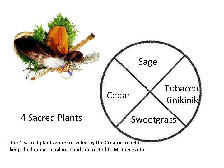 Sage Tobacco Kinik Cedar 4 Sacred Plants Sweetgrass The 4 sacred plants were provided