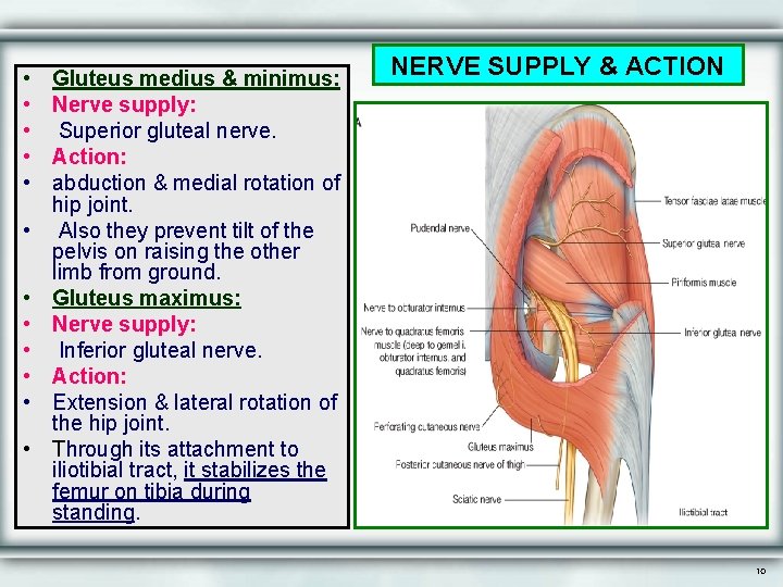  • • • Gluteus medius & minimus: Nerve supply: Superior gluteal nerve. Action:
