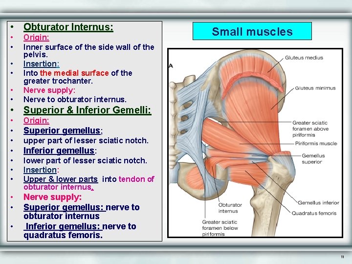  • Obturator Internus: • • • Origin: Inner surface of the side wall