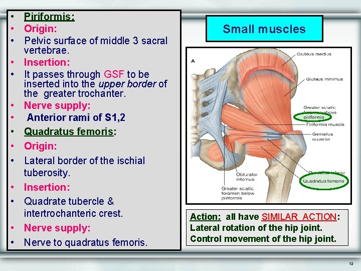  • Piriformis: • Origin: • Pelvic surface of middle 3 sacral vertebrae. •