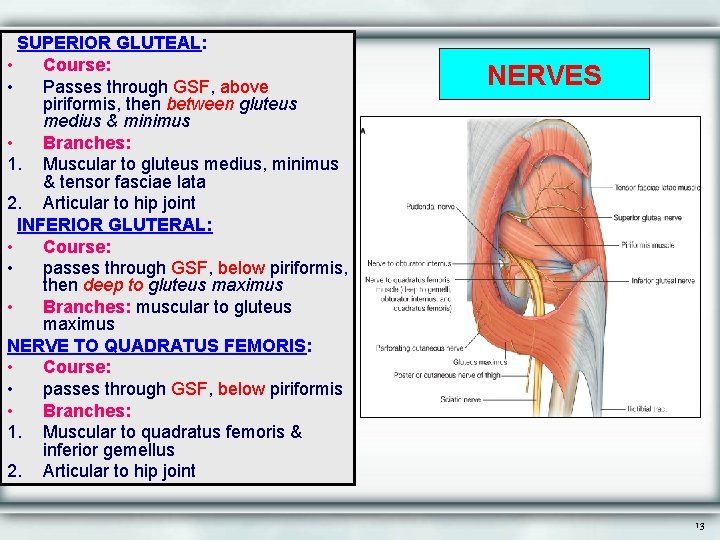 SUPERIOR GLUTEAL: • Course: • Passes through GSF, above piriformis, then between gluteus medius