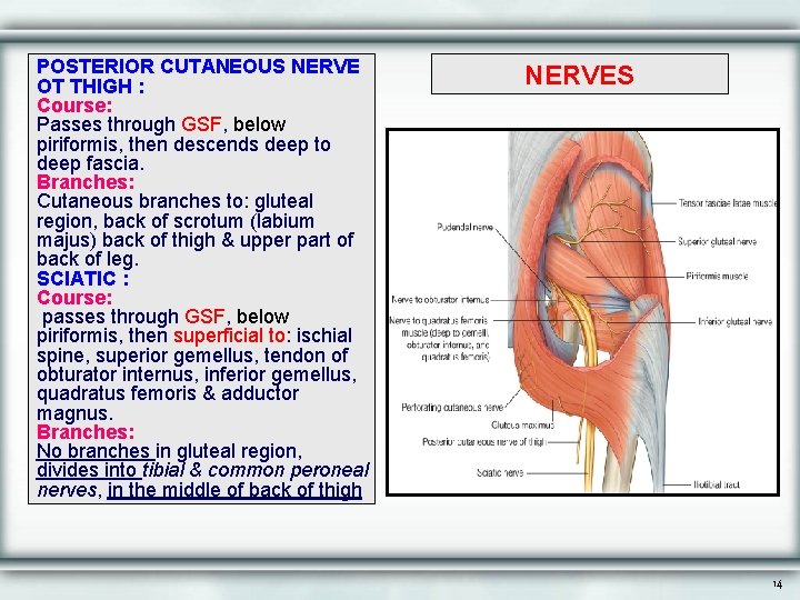 POSTERIOR CUTANEOUS NERVE OT THIGH : Course: Passes through GSF, below piriformis, then descends