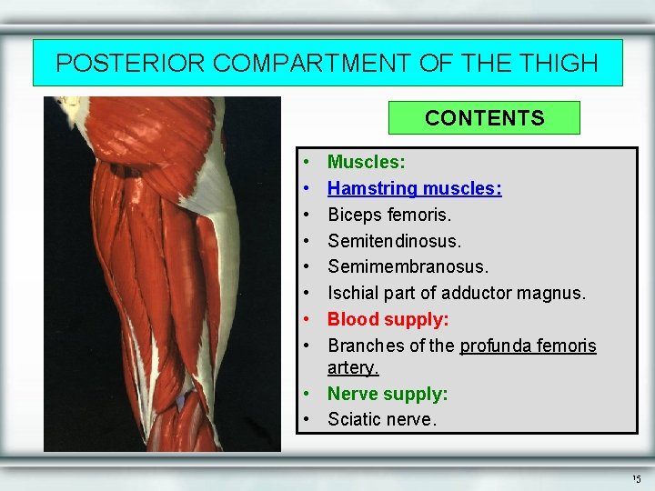 POSTERIOR COMPARTMENT OF THE THIGH CONTENTS • • Muscles: Hamstring muscles: Biceps femoris. Semitendinosus.