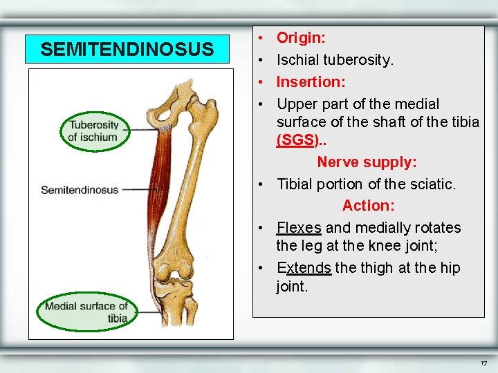 SEMITENDINOSUS • • Origin: Ischial tuberosity. Insertion: Upper part of the medial surface of