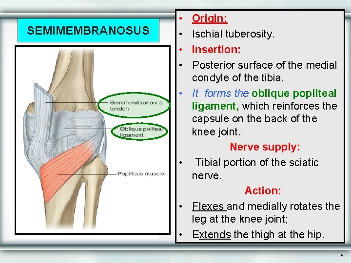 SEMIMEMBRANOSUS • • Origin: Ischial tuberosity. Insertion: Posterior surface of the medial condyle of