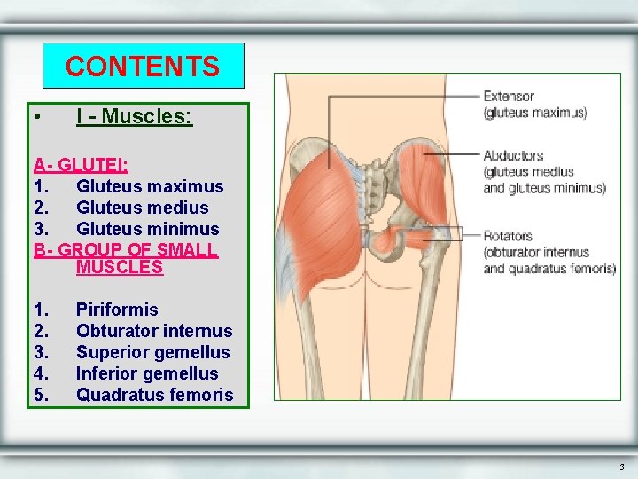 CONTENTS • I - Muscles: A- GLUTEI: 1. Gluteus maximus 2. Gluteus medius 3.