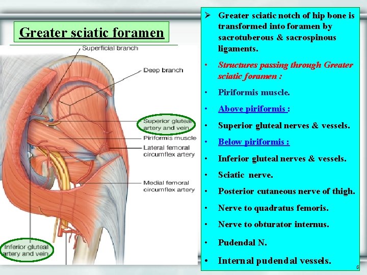 Greater sciatic foramen Ø Greater sciatic notch of hip bone is transformed into foramen