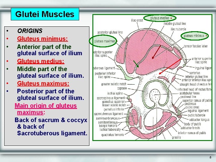 Glutei Muscles • • ORIGINS Gluteus minimus: Anterior part of the gluteal surface of