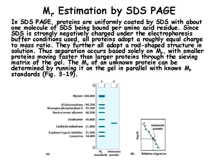 Mr Estimation by SDS PAGE In SDS PAGE, proteins are uniformly coated by SDS