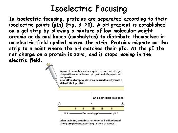 Isoelectric Focusing In isoelectric focusing, proteins are separated according to their isoelectric points (p.