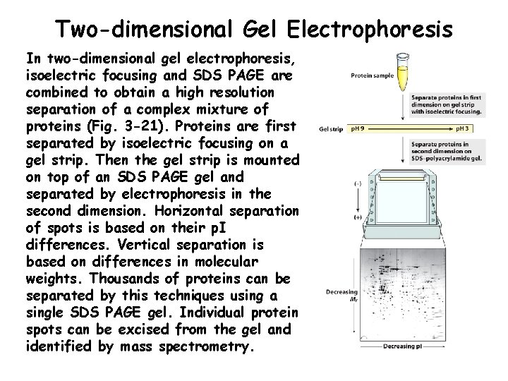 Two-dimensional Gel Electrophoresis In two-dimensional gel electrophoresis, isoelectric focusing and SDS PAGE are combined