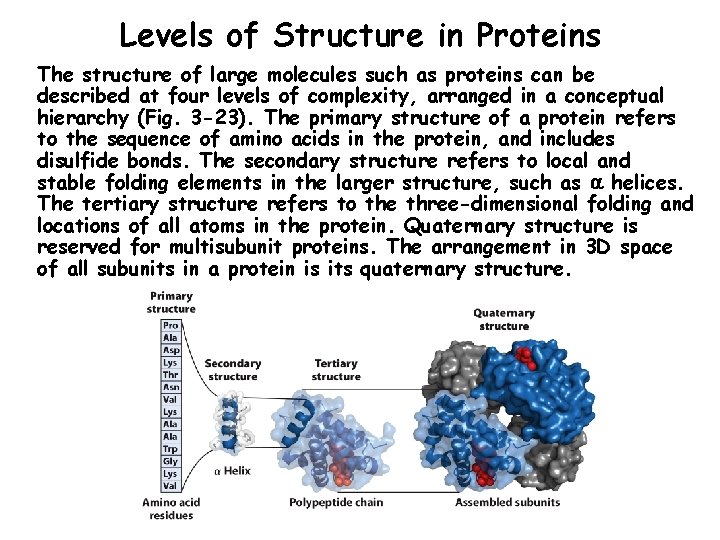 Levels of Structure in Proteins The structure of large molecules such as proteins can