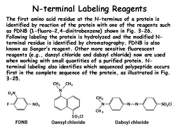 N-terminal Labeling Reagents The first amino acid residue at the N-terminus of a protein