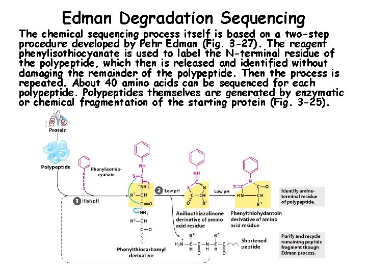 Edman Degradation Sequencing The chemical sequencing process itself is based on a two-step procedure