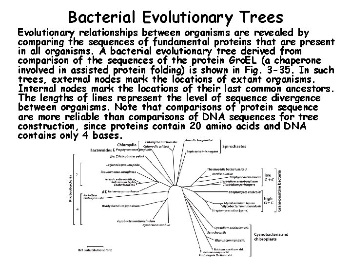 Bacterial Evolutionary Trees Evolutionary relationships between organisms are revealed by comparing the sequences of