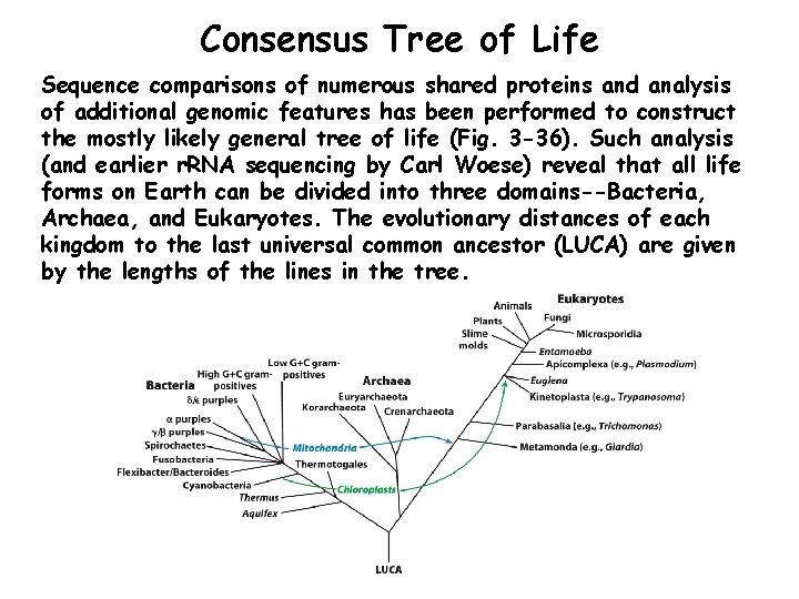 Consensus Tree of Life Sequence comparisons of numerous shared proteins and analysis of additional