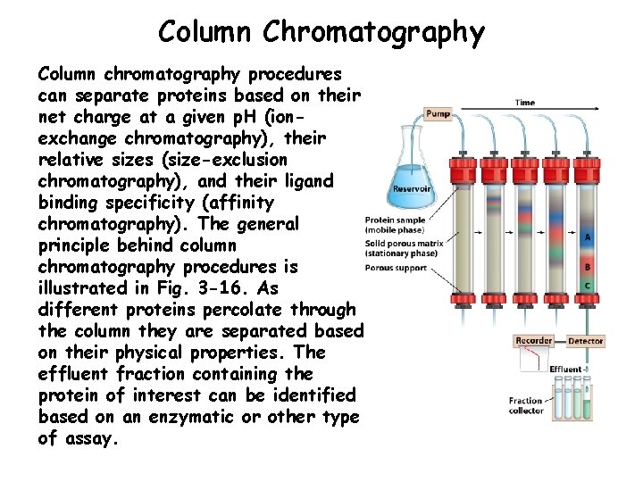 Column Chromatography Column chromatography procedures can separate proteins based on their net charge at