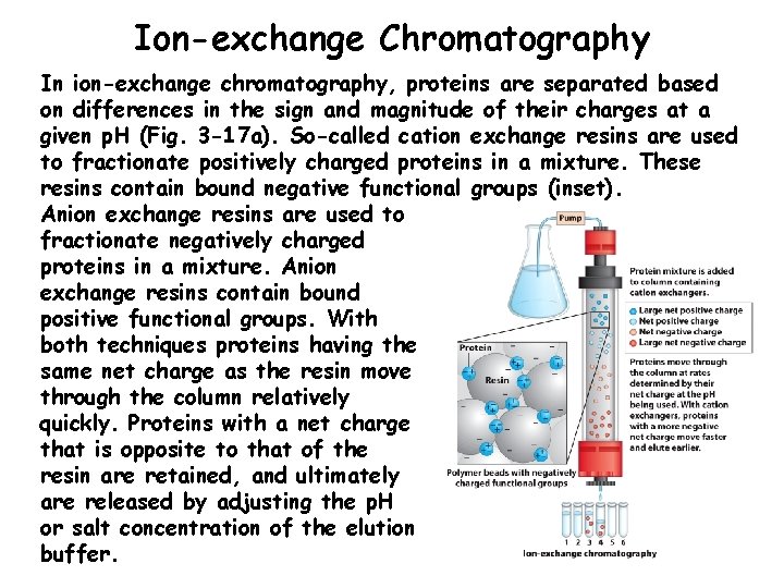 Ion-exchange Chromatography In ion-exchange chromatography, proteins are separated based on differences in the sign