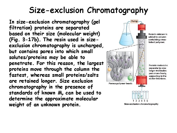 Size-exclusion Chromatography In size-exclusion chromatography (gel filtration) proteins are separated based on their size