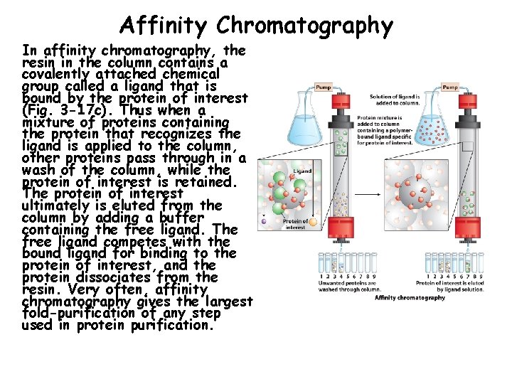 Affinity Chromatography In affinity chromatography, the resin in the column contains a covalently attached