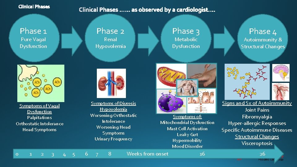 Phase 1 Phase 2 Pure Vagal Dysfunction Renal Hypovolemia 1 2 3 4 Metabolic