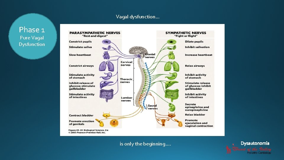 Vagal dysfunction… Phase 1 Pure Vagal Dysfunction is only the beginning…. 