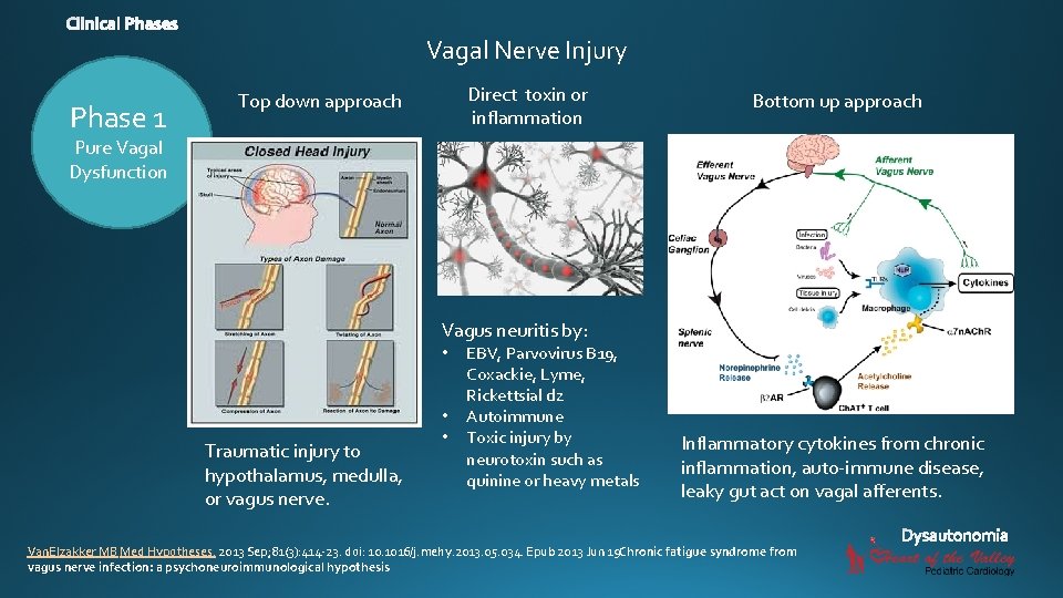 Vagal Nerve Injury Phase 1 Direct toxin or inflammation Top down approach Bottom up