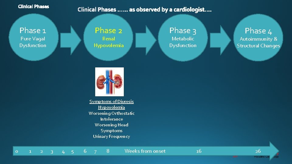 Phase 1 Phase 2 Pure Vagal Dysfunction Phase 3 Renal Hypovolemia Metabolic Dysfunction Phase