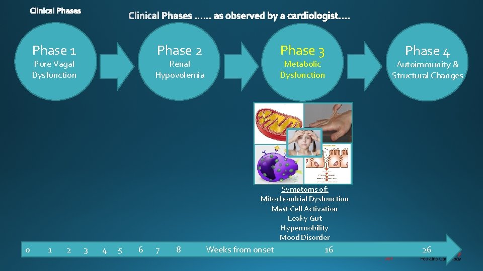 Phase 1 Phase 2 Pure Vagal Dysfunction Phase 3 Renal Hypovolemia Metabolic Dysfunction Phase