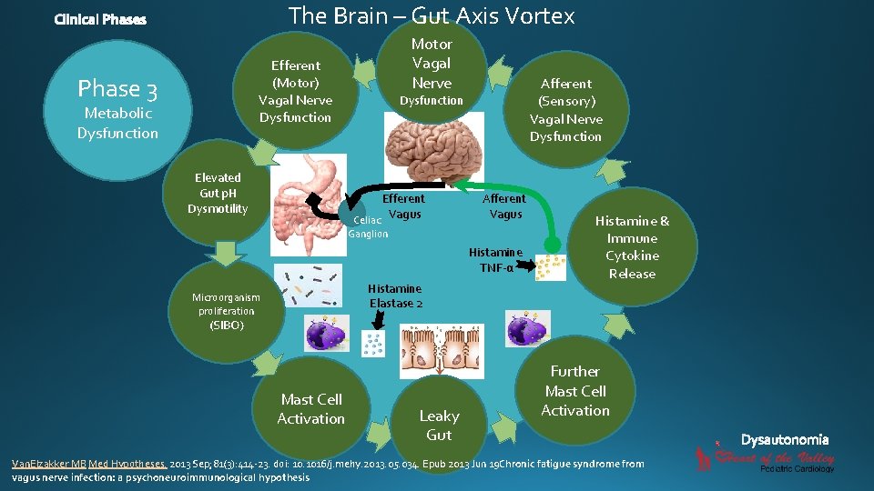 The Brain – Gut Axis Vortex Motor Vagal Nerve Efferent (Motor) Vagal Nerve Dysfunction