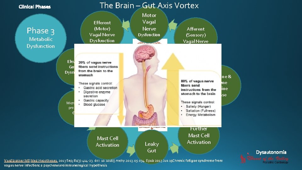 The Brain – Gut Axis Vortex Motor Vagal Nerve Efferent (Motor) Vagal Nerve Dysfunction