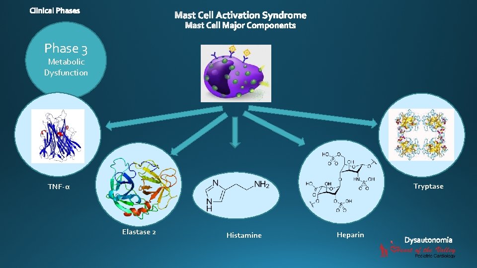 Phase 3 Metabolic Dysfunction Tryptase TNF-α Elastase 2 Histamine Heparin 